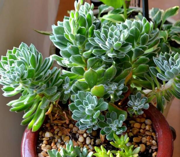 多肉变瘦怎么回事,多肉换了颗粒土怎么都变瘦了