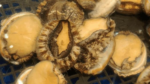 兰州好吃又实惠的海鲜,兰州值得推荐海鲜店