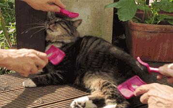 养猫有没有必要给猫咪洗澡,养猫多久可以给猫咪洗澡