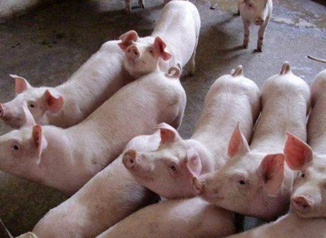 仔猪不吃食瘦精神不振打什么针,仔猪不吃食精神好是什么原因