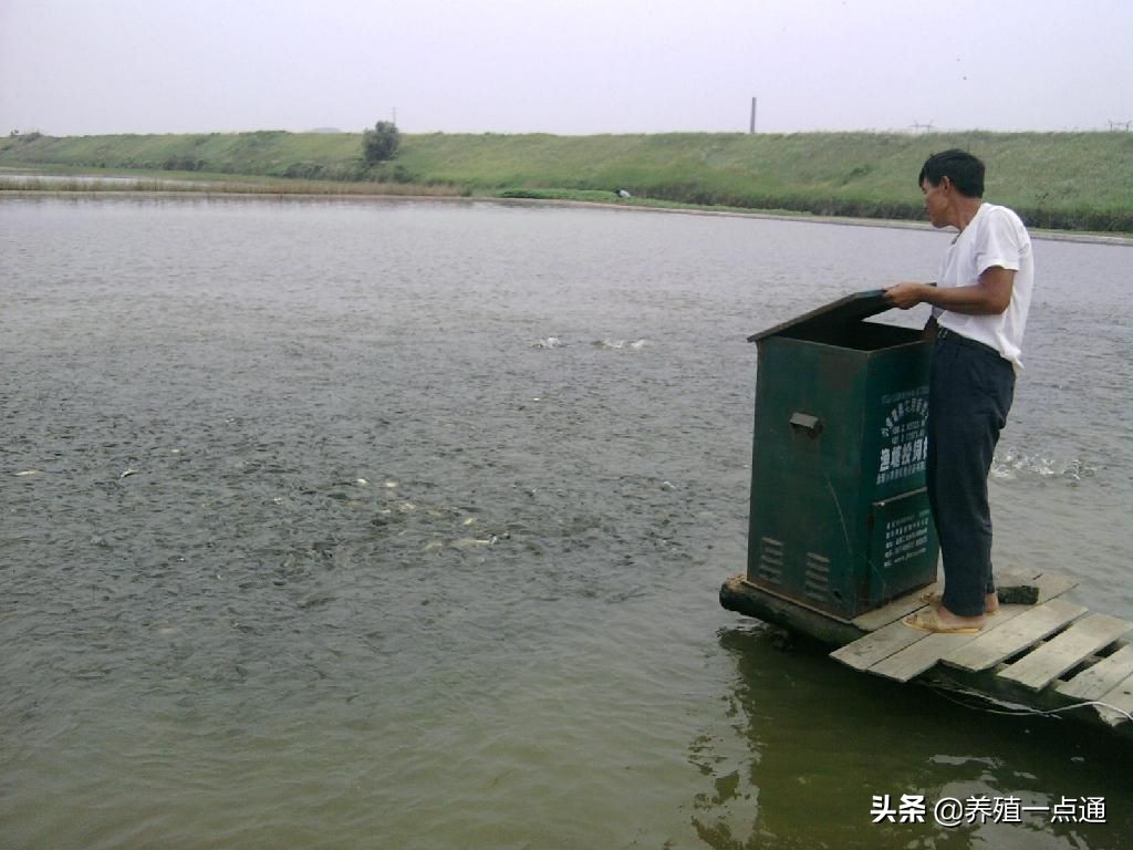 今年春季草鱼大量死亡原因与防治,草鱼大面积死亡怎么治