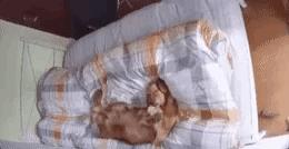 金毛把家淹了后续,金毛被阉