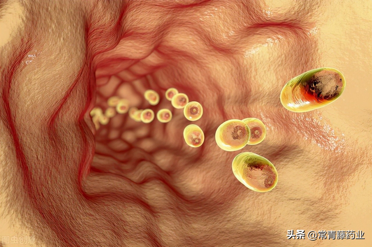 服用益生菌让肠道更健康经典话术,9种菌株的益生菌可以吃吗