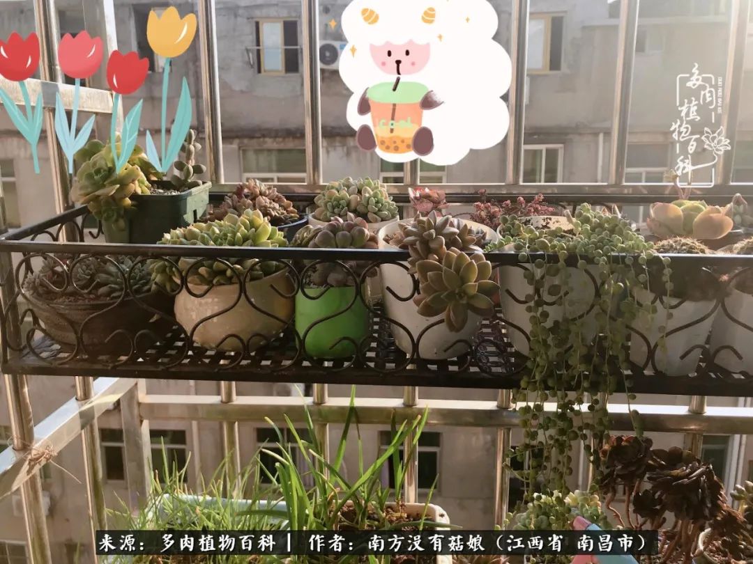 既见云胡不喜,既见君子云胡不喜毛笔楷书