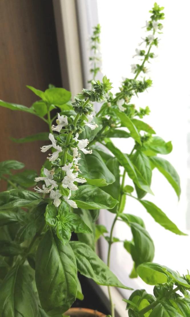 为什么同样的种子不一样,一样种子为什么不发芽