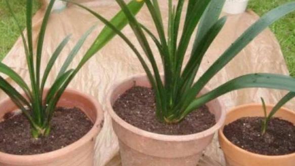 君子兰的养殖方法怎样移栽,君子兰分株移栽的方法