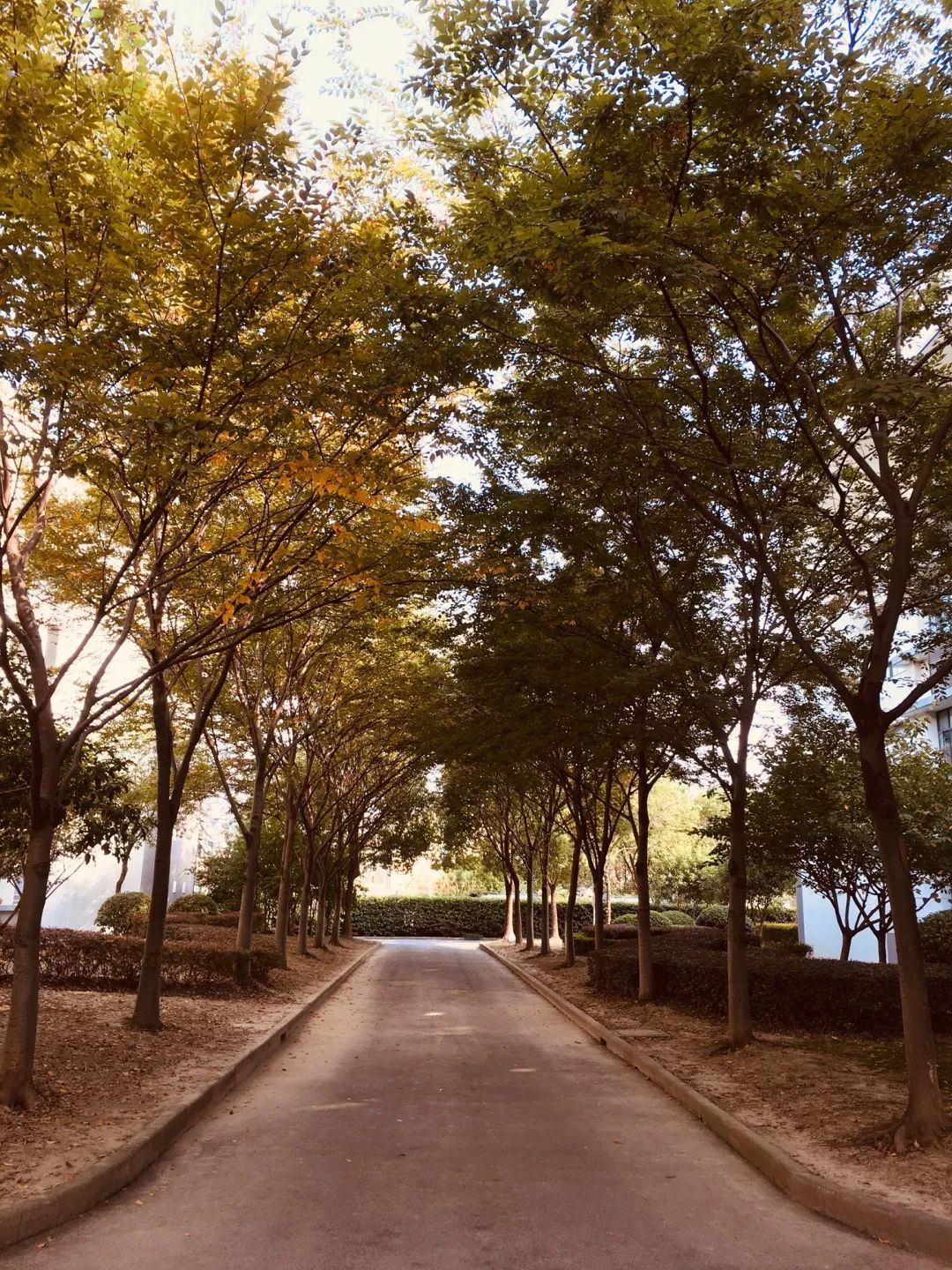 【秋色】一起逛青浦的校园,在书香中邂逅最美的秋