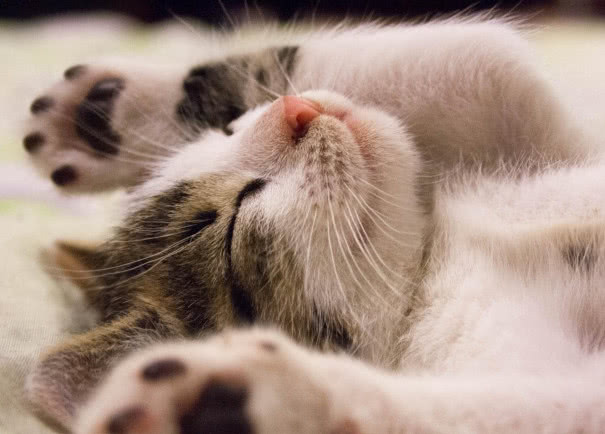 猫咪半夜猫叫怎么解决,怎么防止猫咪晚上乱叫