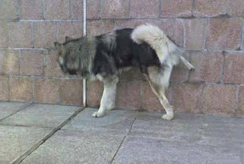 踩熊猫杯的韩国球员现在怎么样了,韩国球员脚踏熊猫杯