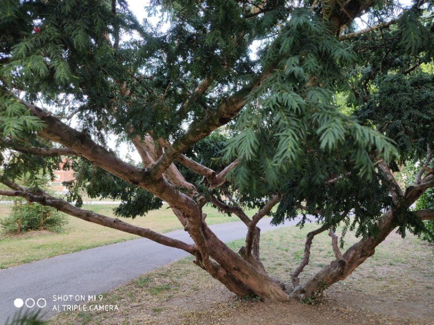 欧洲红豆杉历史,现在的红豆杉树什么样子