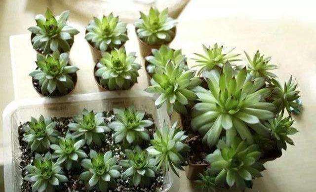 多肉观音莲的养殖方法和技巧,多肉观音莲开花怎么办