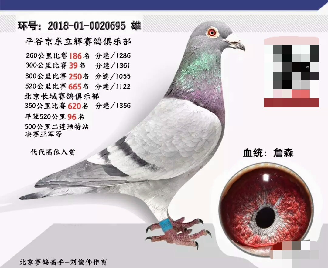 散尾鸽子能飞吗,散尾巴的赛鸽能淘汰吗