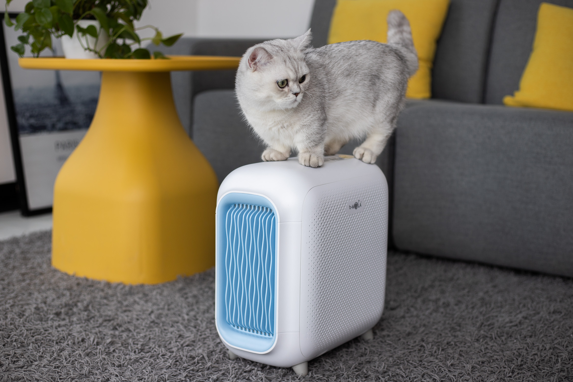 满屋的猫尿骚味怎么办,满屋猫骚味怎么清除