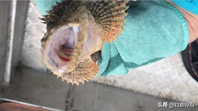 海钓石九公用几克的铅头钩,海钓石九公最佳水温是多少