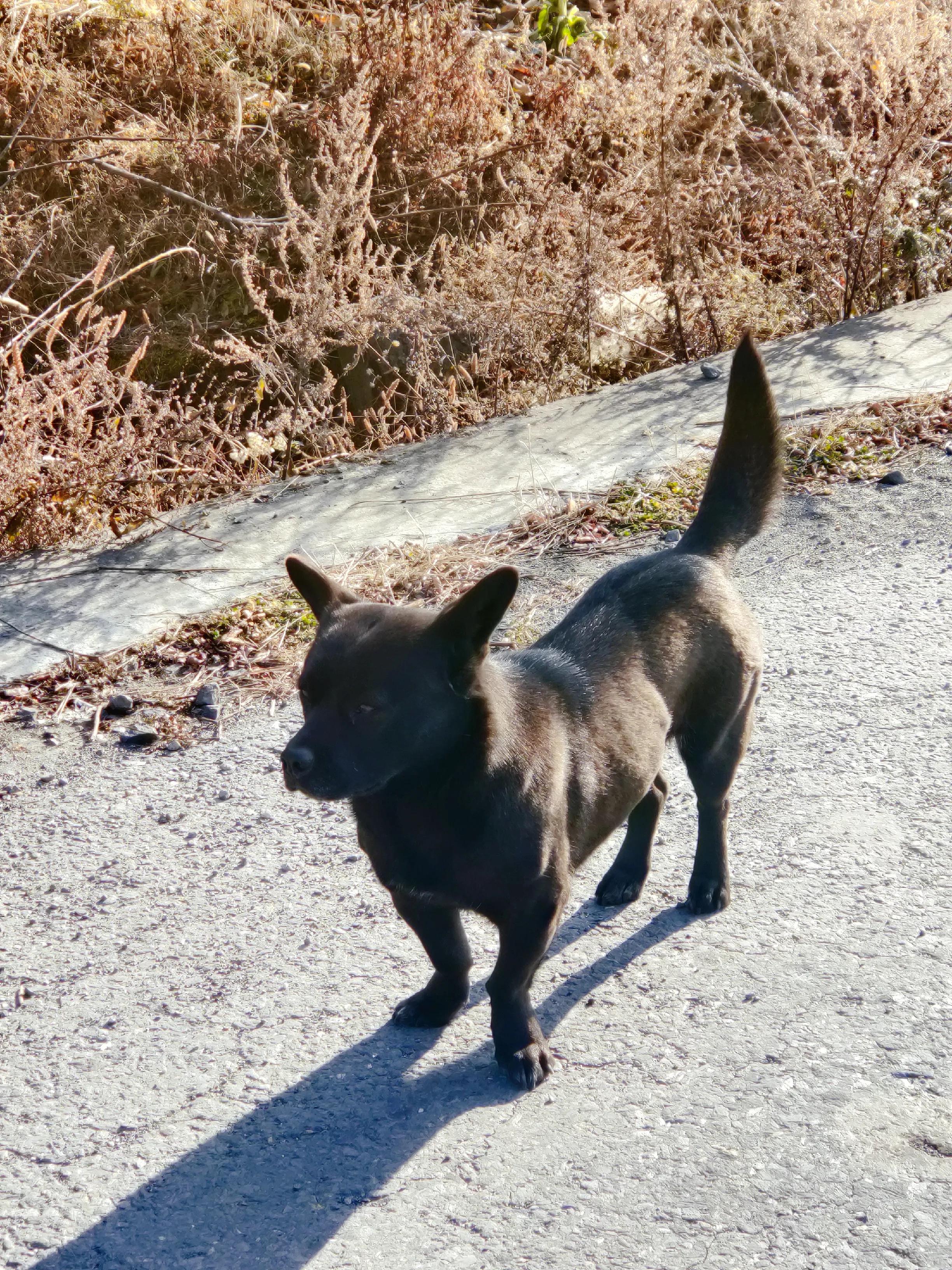 我们和流浪狗本质上没有什么不同,狗狗和流浪狗的故事真的很多