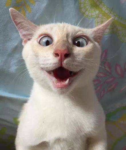 渴望猫粮突然特别腥,渴望猫粮特别硬