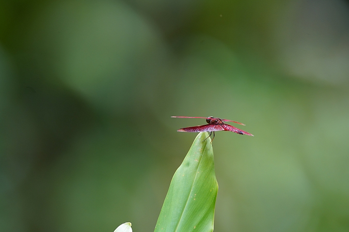 索尼fe50mmf2.5gm测评,索尼fe24f1.4gm大师镜头评测