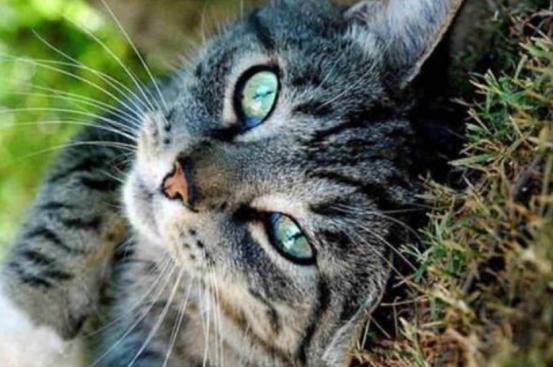 猫咪眼睛都是啥样的,猫咪眼睛有多冷知识