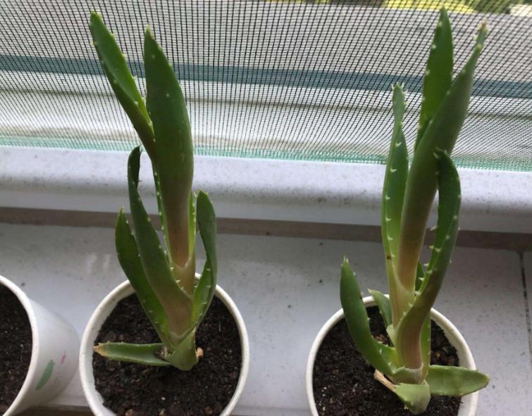 芦荟与什么东西搭配祛斑效果最好,脸上有斑怎样用芦荟祛斑