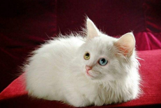 猫咪口吐白沫怎么办?呕吐正常吗?铲屎官必须知道这些养猫常识