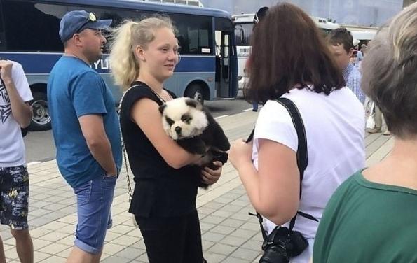 国外拿这些动物cos大熊猫！租不到大熊猫，外国人也有办法！