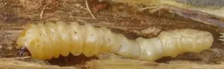 苹果树钻木虫的防治方法,苹果树钻木虫的防治