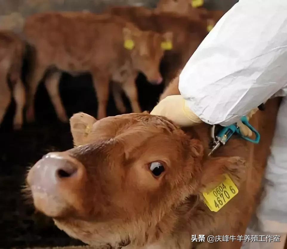 每日一招：牛灌药灌呛了怎么办？