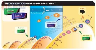 繁殖管理——使用双PG同期发情提高繁殖力