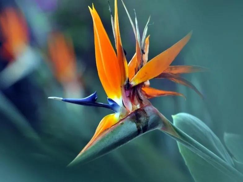 绣球花的花瓣好漂亮！等等，你确定那是花瓣？