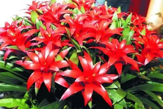 养花新手老养死花,献给那些总把花养死的人