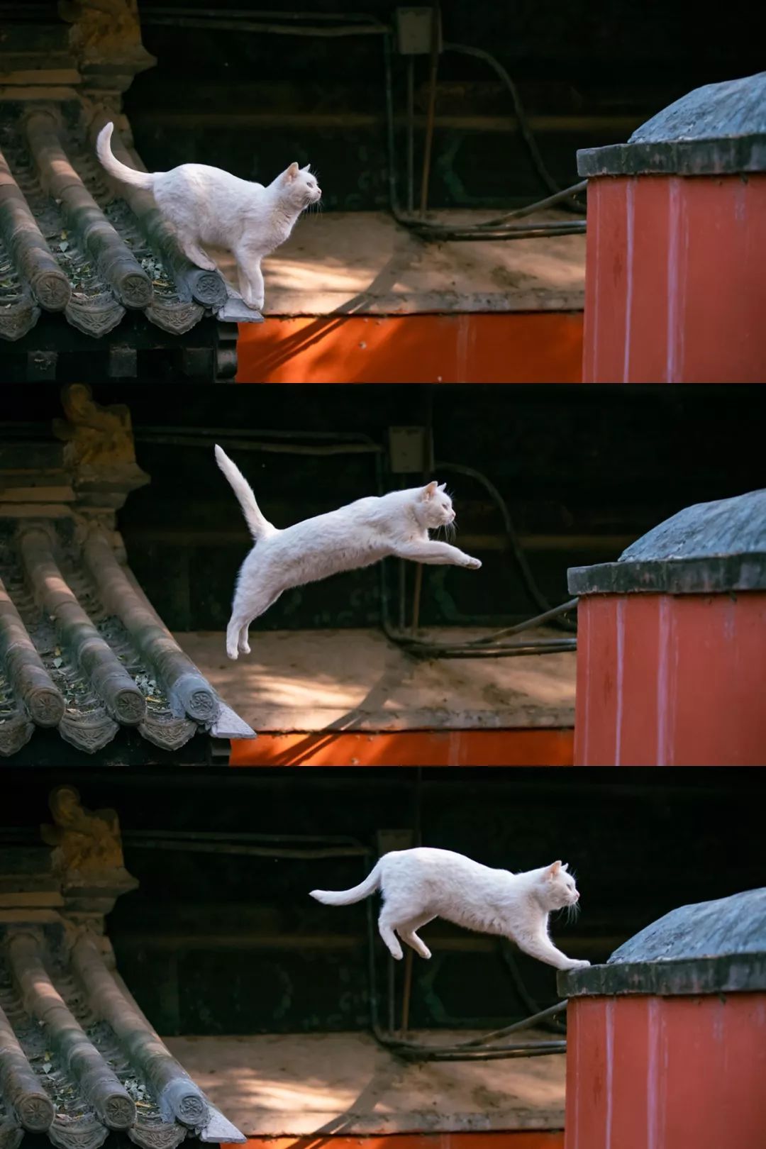 大觉寺里面的猫,大觉寺秋色