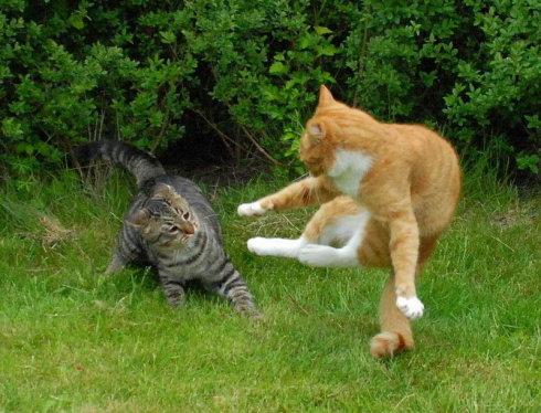 为什么雄性猫要长倒刺，在繁衍时故意刮伤雌性？这倒刺可不简单