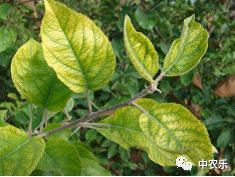 苹果树缺铁黄化是怎么回事,苹果树叶片黄化脱落是什么病