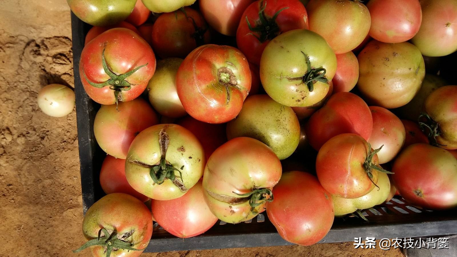 番茄膨果期出现裂纹、开裂等裂果现象，原因不一定都是因为缺钙！