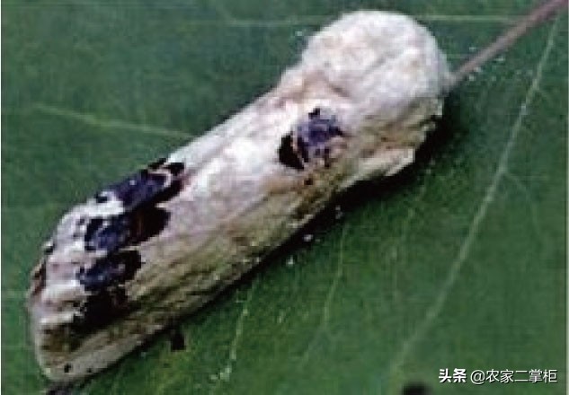 设施甜樱桃花期管理,樱桃种植技术及病虫害防治