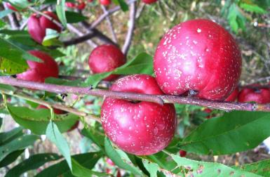 我不是孙悟空，但爱害羞的这个油桃是我的菜，颜值高，吃起还香甜