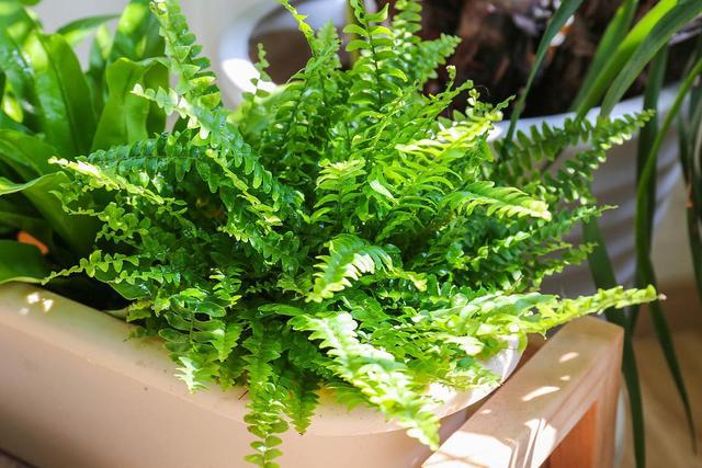 适合卧室养的10种花,养金枝玉叶放卧室可以改善睡眠吗