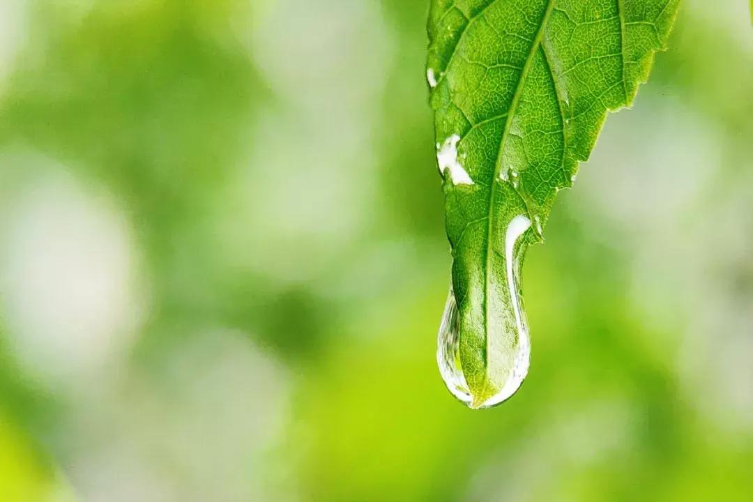 手把手教你拍摄微距花,春天拍花卉微距摄影镜头推荐