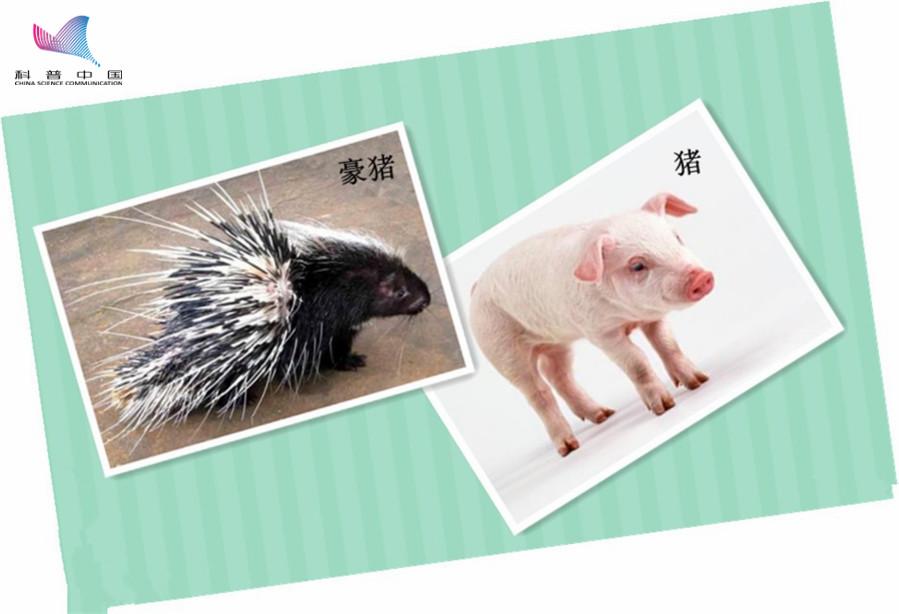 豪猪怪和犀牛怪,豪猪是不是骗局