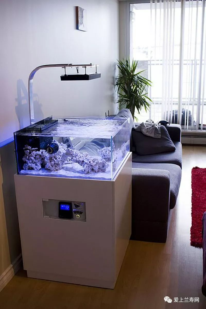 鱼缸五十种鱼,家庭鱼缸养什么鱼更容易存活