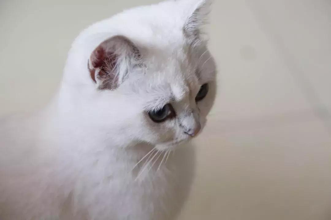 夏末秋初，刘三姐的英短咪咪，邂逅梁实秋的白猫王子