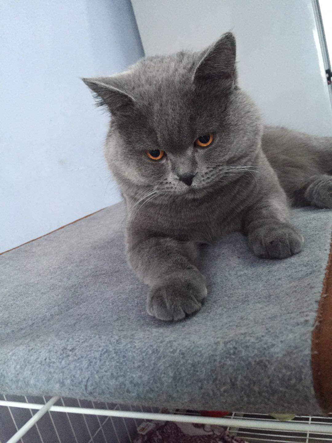 鍜岄奔涓哥帺娓告垙,楸间父娓告垙闄帺