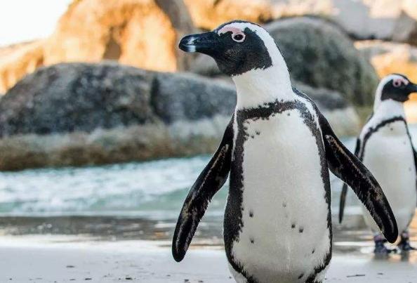 奇特现象：150万只企鹅离开南极，不远万里，就是为了在非洲生活