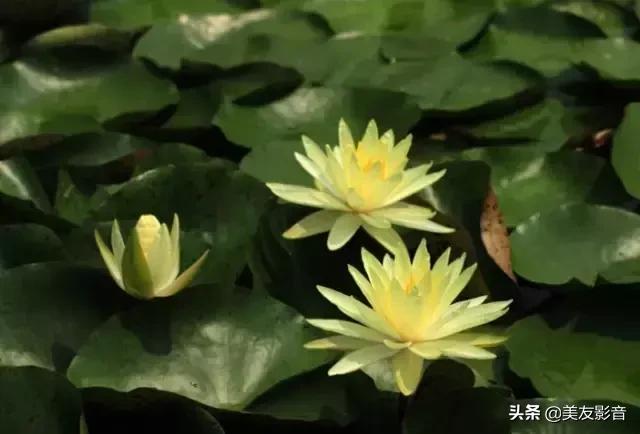 江南可采莲莲叶何田田全诗讲解,有关莲的古诗词大全