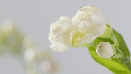 雪糕刺客哈根达斯梦龙,哈根达斯和梦龙雪糕多少钱一个