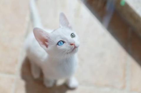 救助流浪猫被粘鼠胶,流浪猫粘鼠板救猫