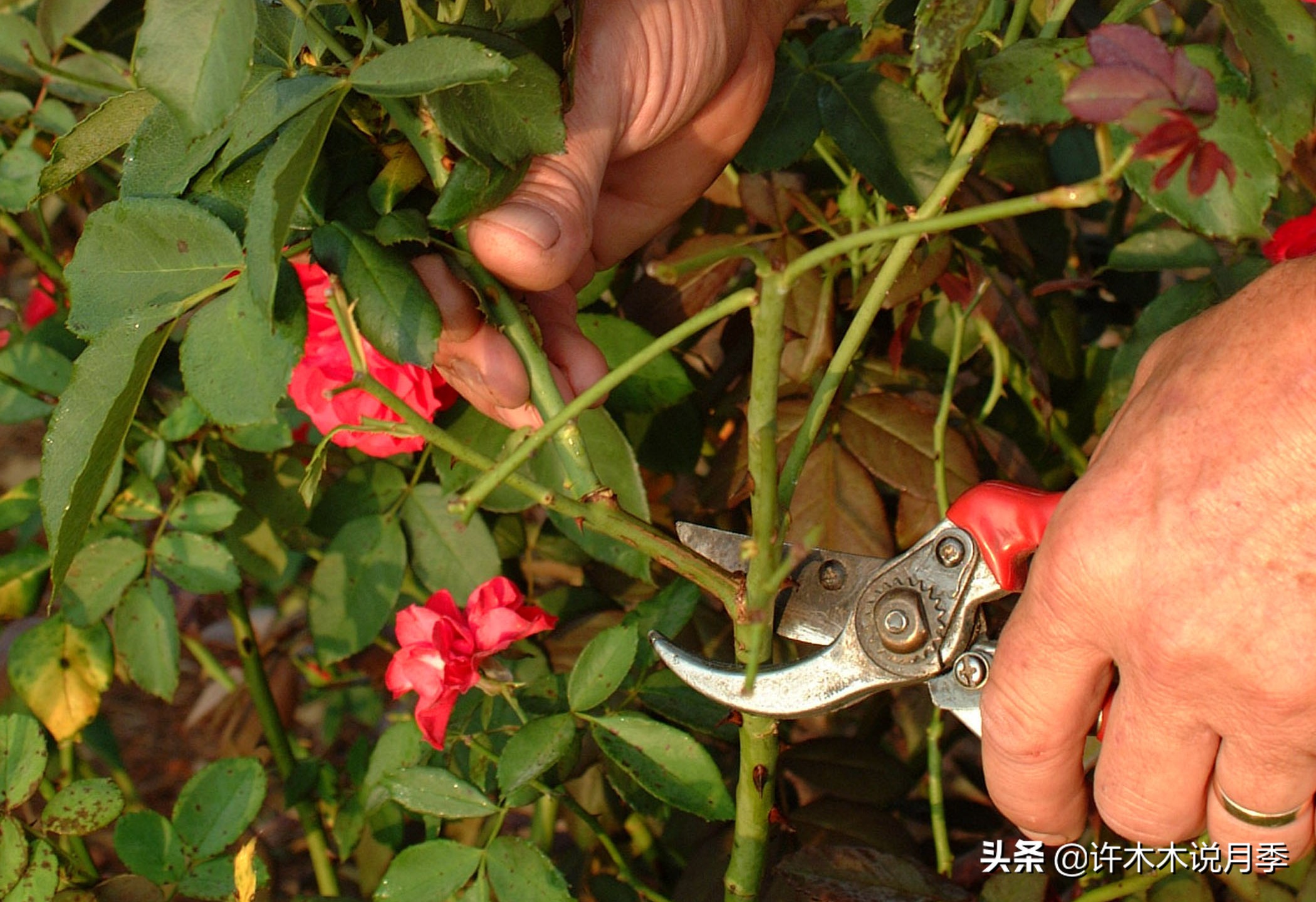 月季新手种植教程,购苗、修剪、施肥、浇水、喷药,手把手教你