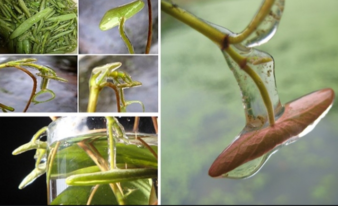 山野莼菜,浙江野生莼菜有哪些特点