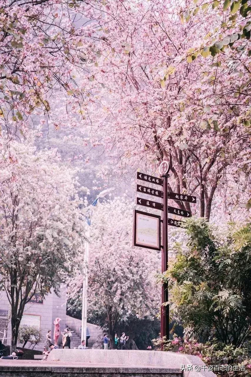 广西低调小城竟然藏了个小奈良,广西有座低调的养老小城