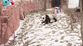 大雪主题画简单又漂亮,画中国的国宝熊猫